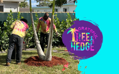 Elevate Your Outdoor Space with Grateful Tree & Hedge: Your Trusted Tree Care Specialists